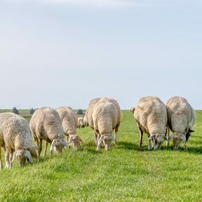 Norddeich